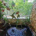 Pousada Palmeira Imperial